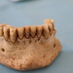 ¿Qué secretos nos revelan los dientes prehistóricos?